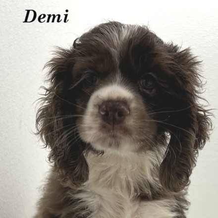 puppy, for, sale, Cocker Spaniel, Joe & Cherri  Overlease, dog, breeder, Miller, MO, dog-breeder, puppy-for-sale, forsale, nearby, find, puppyfind, locator, puppylocator, aca